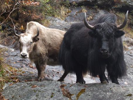 038 yak-sul-sentiero.jpg